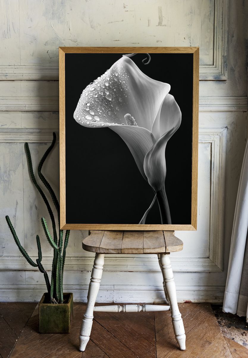 Calla Lily Black-White Poster. room preview