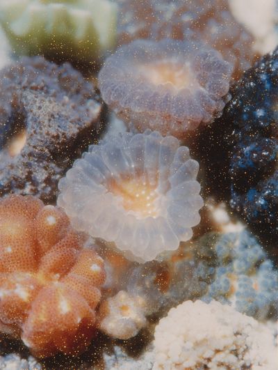Underwater Coral Reef Poster