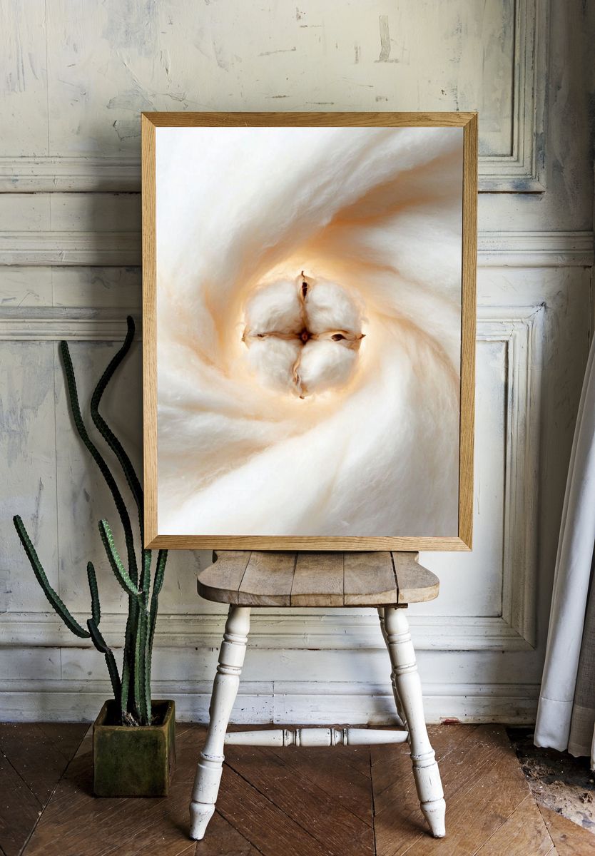 Cotton Blossom — Photography Print room preview