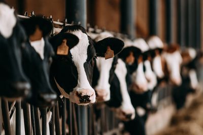 Dairy Cows in Barn Photography Poster.
