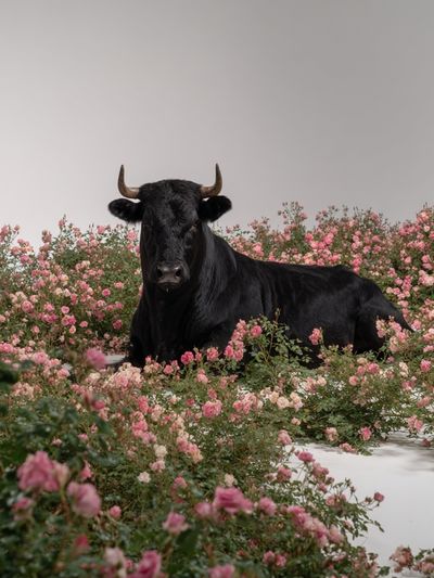Black Cow in Pink Roses Poster. poster print