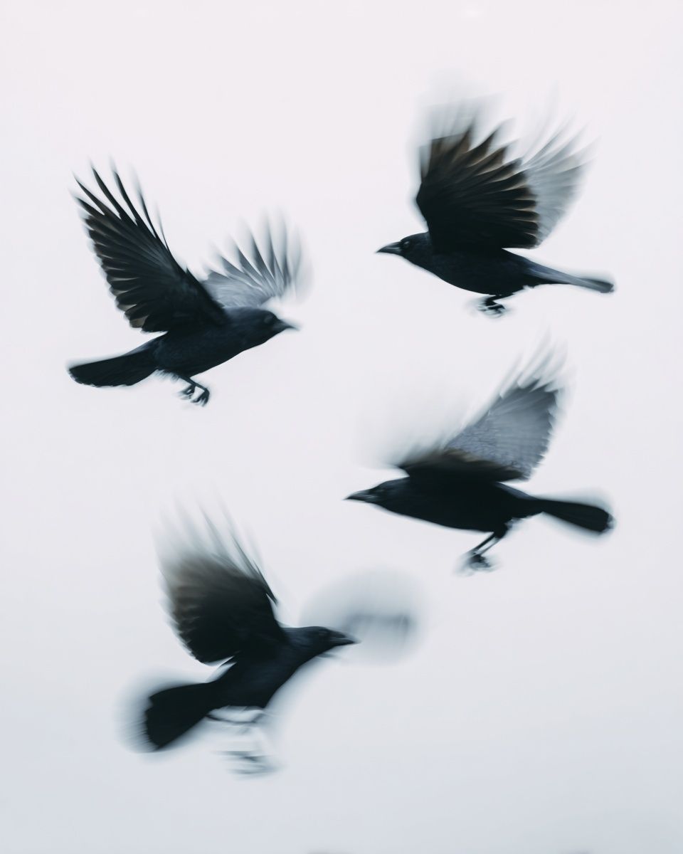 Flying Crows — Photography Print. poster — photography art
