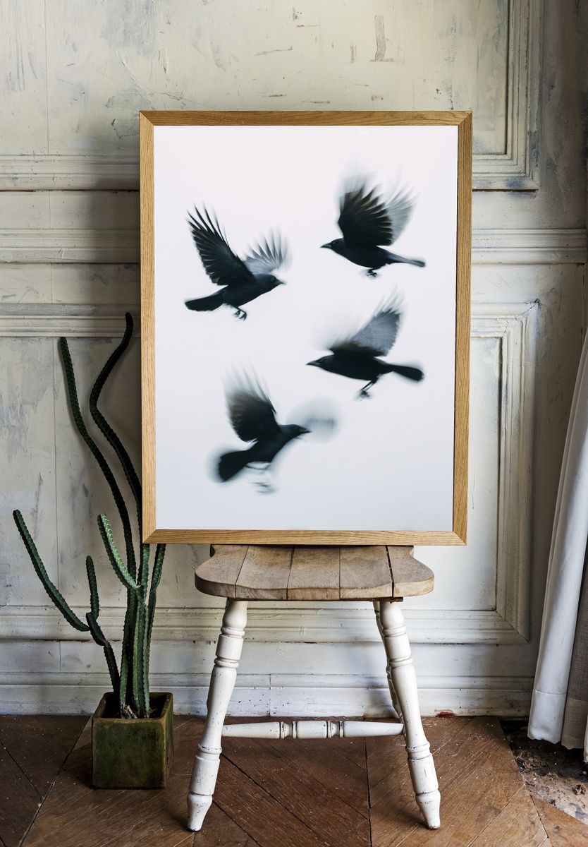 Flying Crows — Photography Print. — room view 1