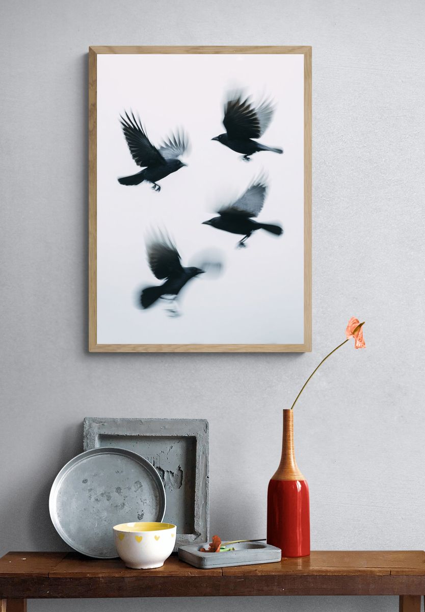 Flying Crows — Photography Print. — room view 3