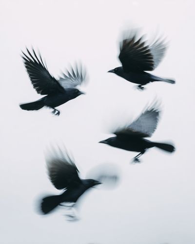 Flying Crows — Photography Print. poster print