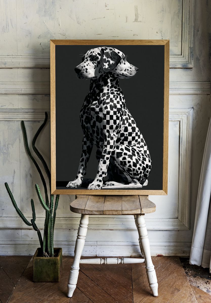 Dalmatian Checkerboard Photography Poster. — room view 1