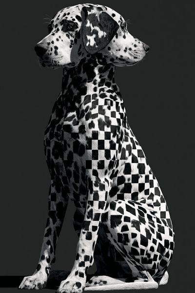 Dalmatian Checkerboard Photography Poster.