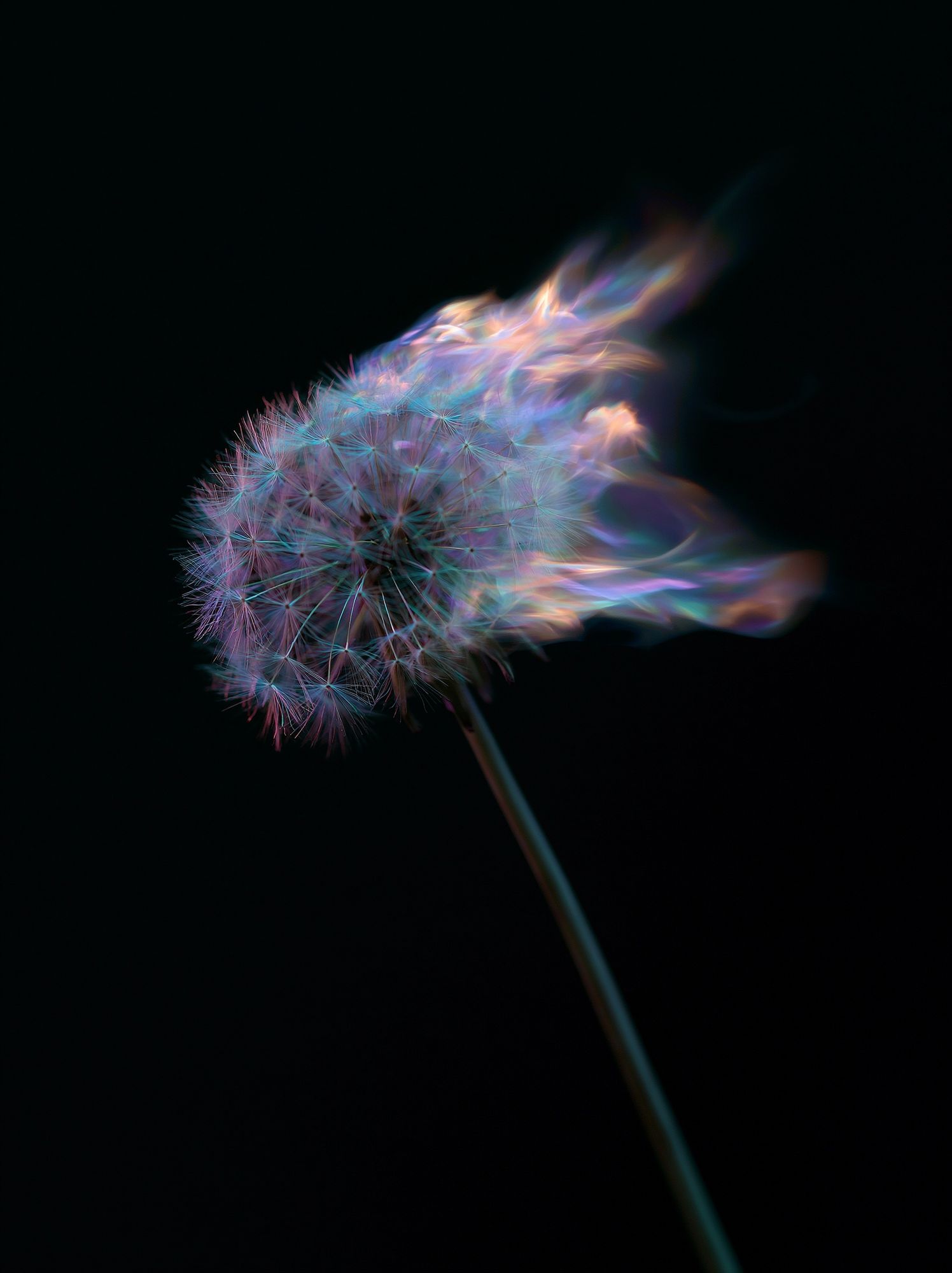 Glowing Dandelion Abstract Poster. poster detail