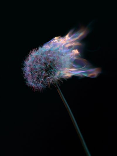 Glowing Dandelion Abstract Poster. poster