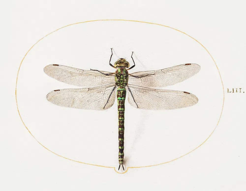 Dragonfly (1575–1580) painting high resolution. poster detail