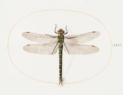Dragonfly (1575–1580) painting high resolution. poster