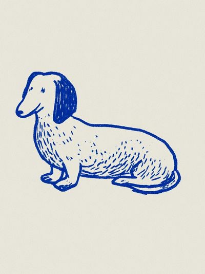 Blue Dachshund Line Art Poster. poster