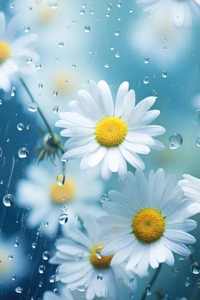 Daisy Flowers in Rain — Photography Print