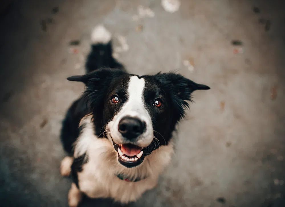 Happy Border Collie Dog Poster. poster — animals art