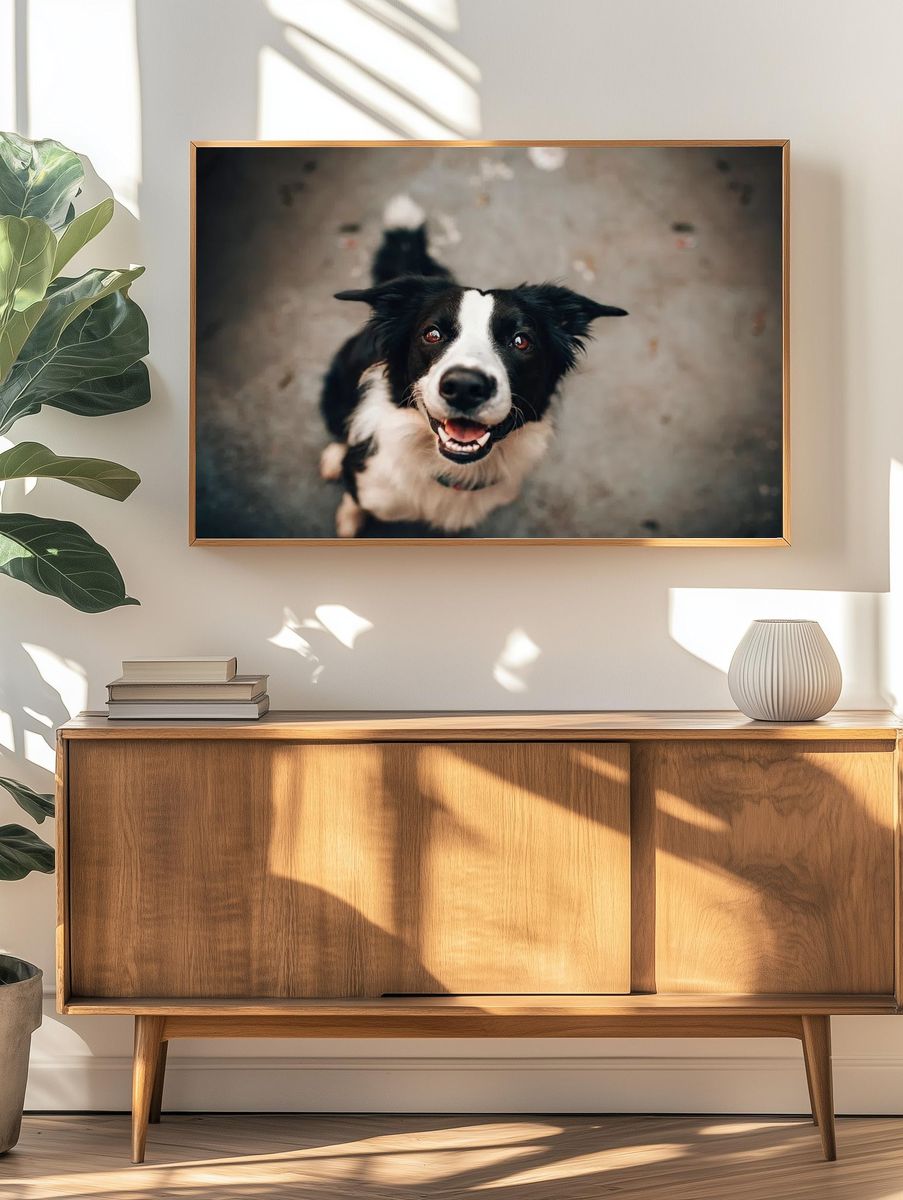 Happy Border Collie Dog Poster. — room view 3