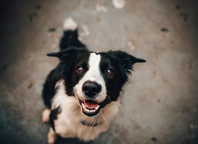 Happy Border Collie Dog Poster. poster