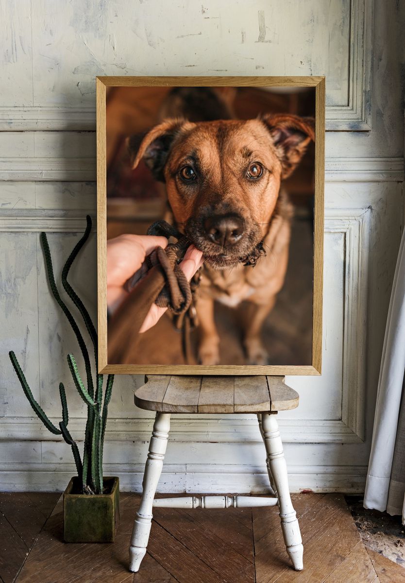 Curious Dog Portrait Poster. room preview