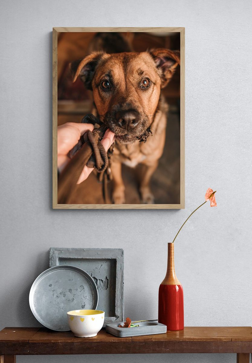 Curious Dog Portrait Poster. — room view 3