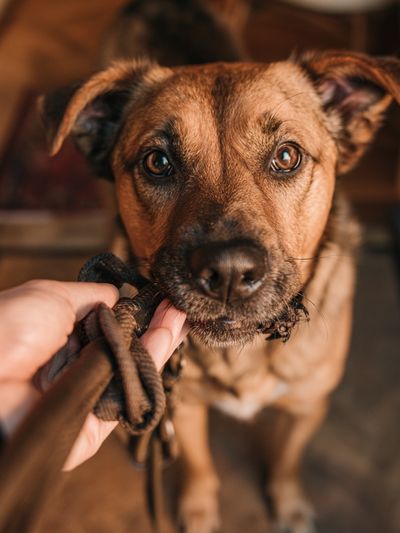 Curious Dog Portrait Poster.