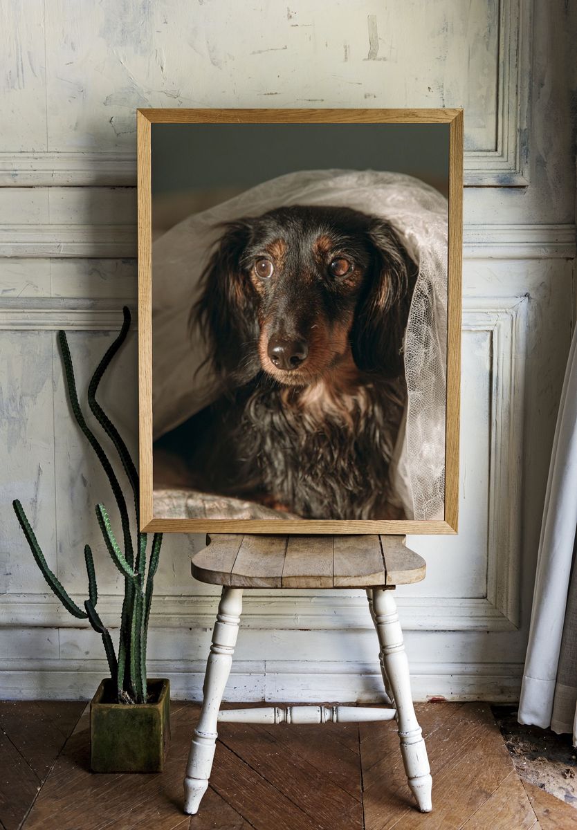 Dachshund Portrait Photography Poster. room preview