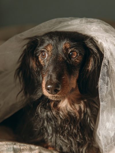Dachshund Portrait Photography Poster.