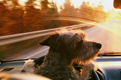 Dog Road Trip Photography Poster.