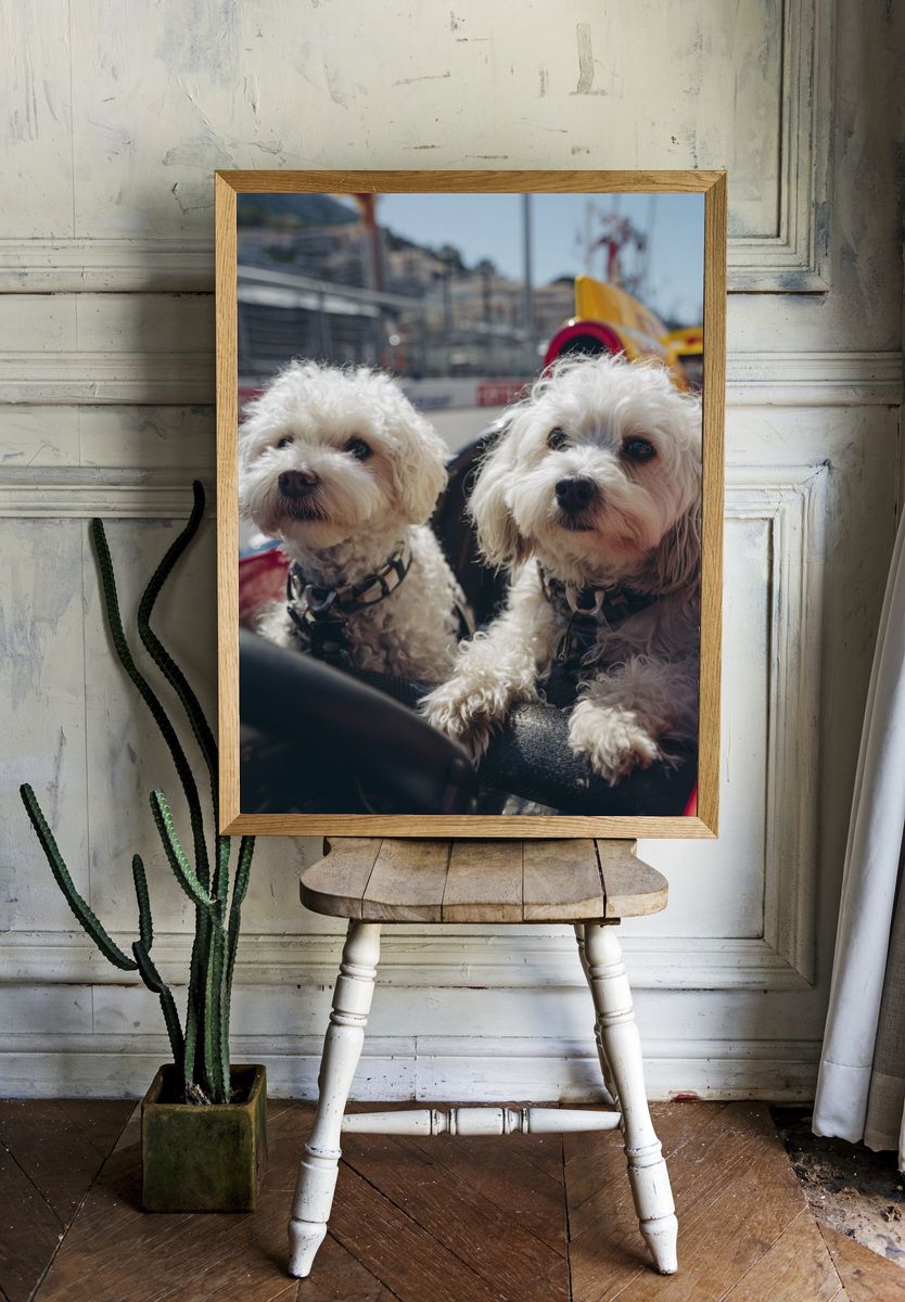 Dogs in Race Car — Animal Photography Poster. — room view 1