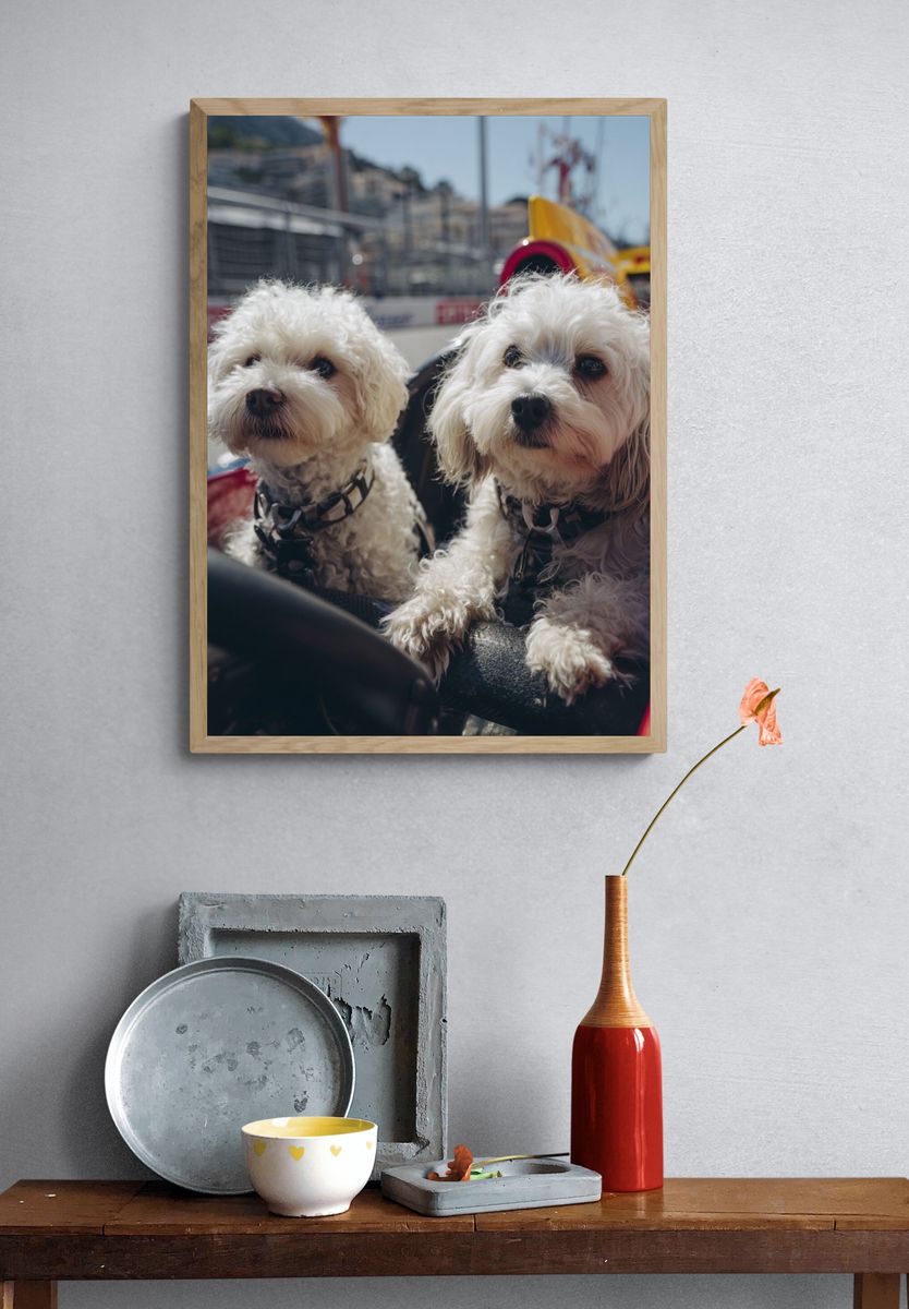 Dogs in Race Car — Animal Photography Poster. — room view 3