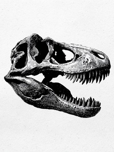 Tyrannosaurus Skull Ink Print. poster print