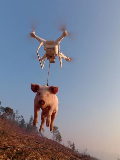 Drone-Lifted Pig Surrealism Print.