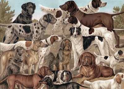 Dogs of Various Breeds — Vintage Print. poster print
