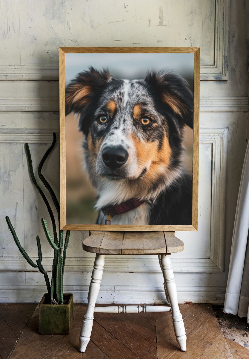 Australian Shepherd Portrait Poster. room preview
