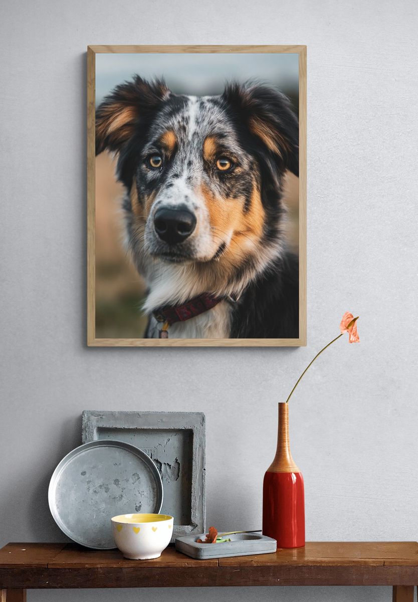 Australian Shepherd Portrait Poster. — room view 3