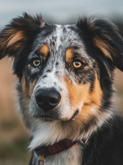 Australian Shepherd Portrait Poster.