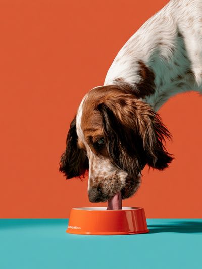 Dog with Bowl Photography Poster. poster