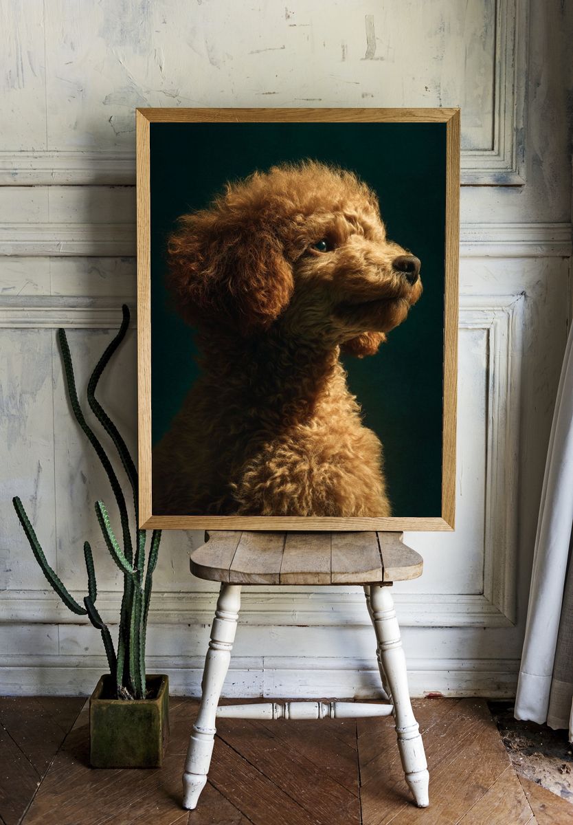 Poodle Portrait — Photography Print. — room view 1
