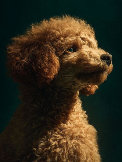Poodle Portrait — Photography Print. poster print