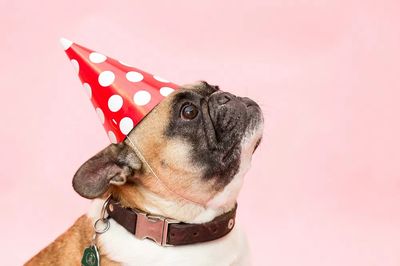 Party Dog Portrait Poster. poster print