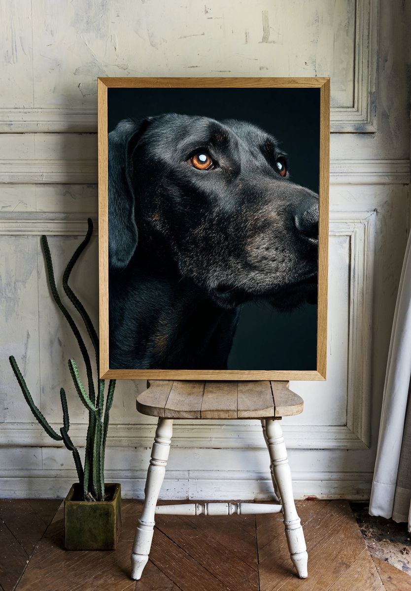 Majestic Black Dog Portrait Poster. — room view 1
