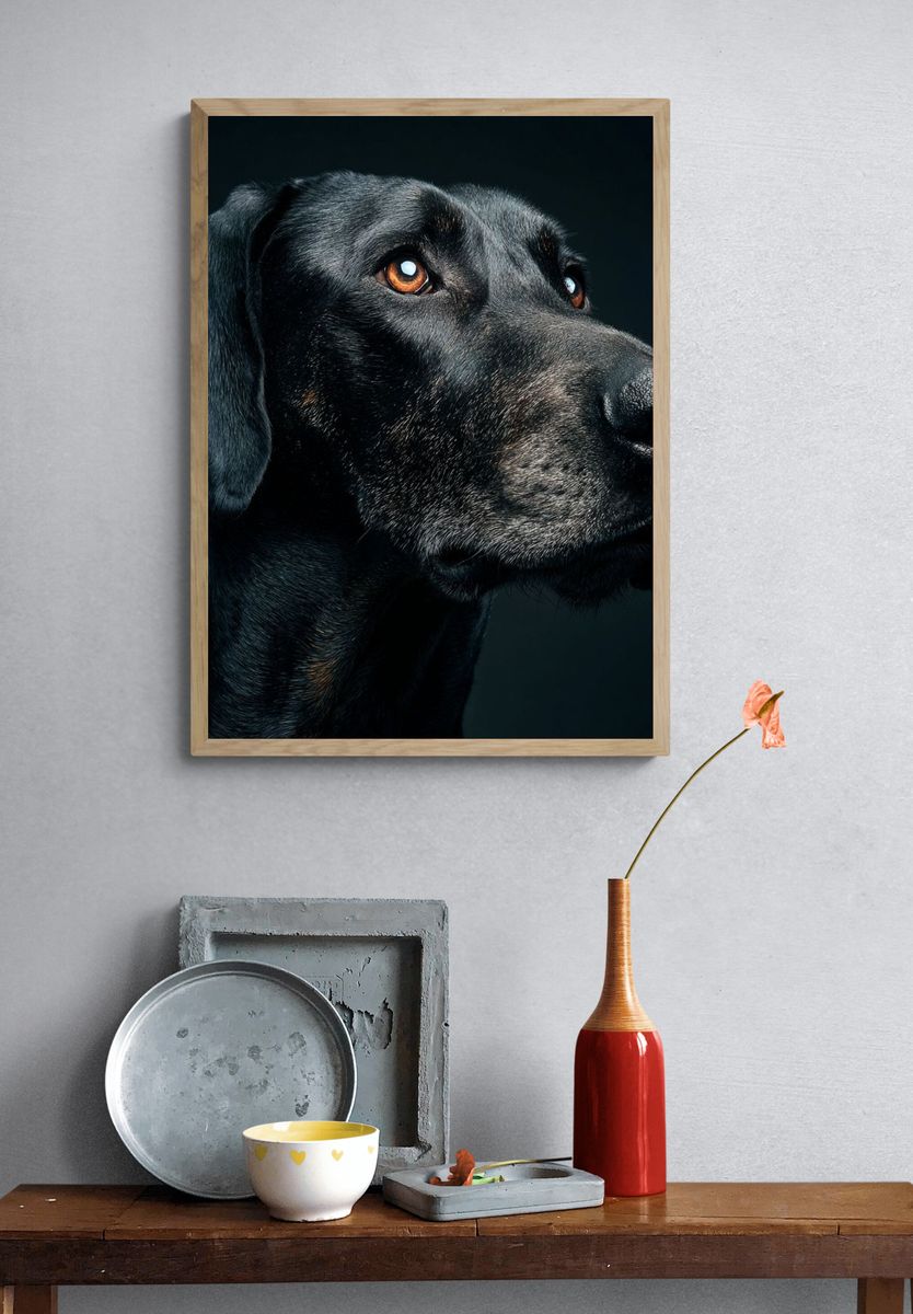 Majestic Black Dog Portrait Poster. — room view 3