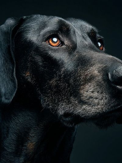 Majestic Black Dog Portrait Poster. poster
