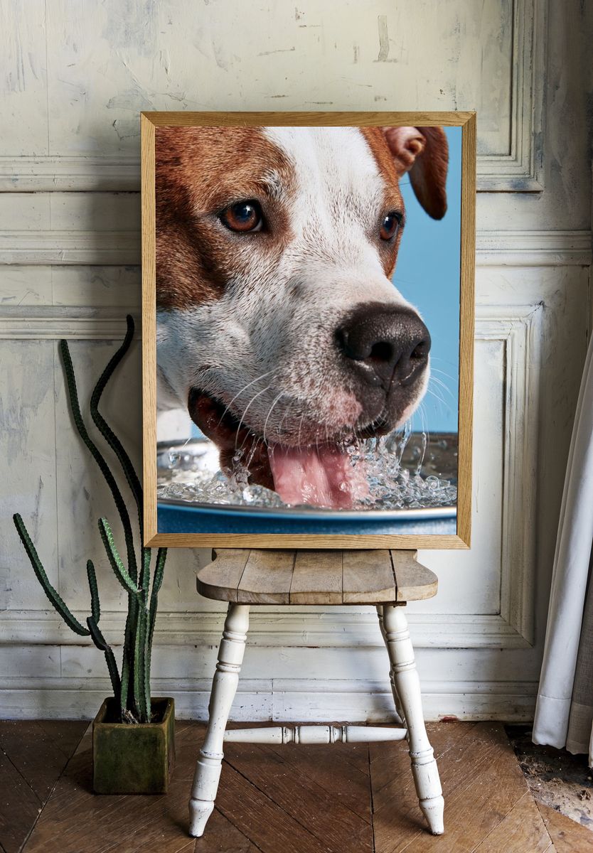 Dog Drinking Water Photography Poster. room preview