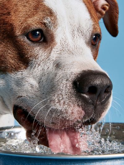 Dog Drinking Water Photography Poster.