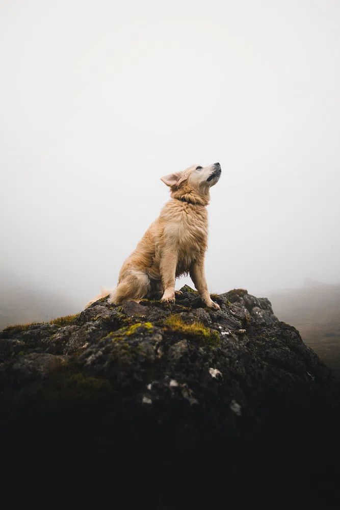 Golden Retriever on a Rock — Photography Print. poster detail