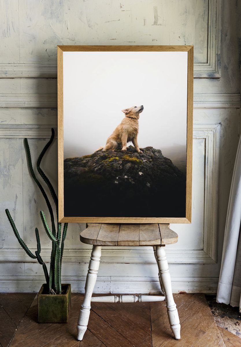 Golden Retriever on a Rock — Photography Print. — room view 1