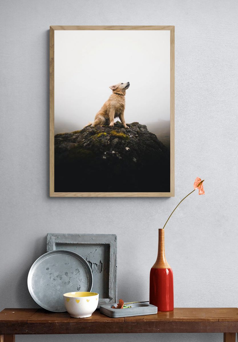 Golden Retriever on a Rock — Photography Print. — room view 3