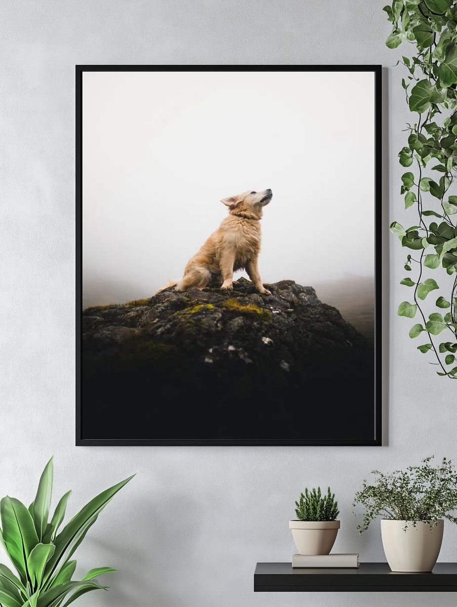 Golden Retriever on a Rock — Photography Print. — room view 4