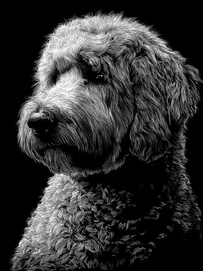 Dog Portrait Black-White Print. poster print
