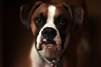 Boxer Dog Portrait Poster. poster print