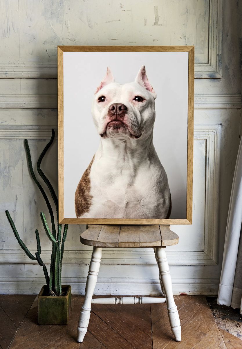 Pitbull Portrait Poster. — room view 1